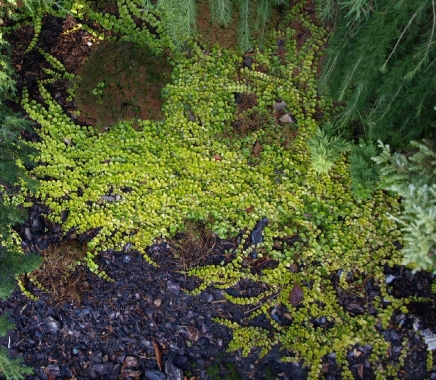 Tojeść rozesłana (Lisymachia nummularia) 